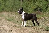 BOSTON TERRIER 230
